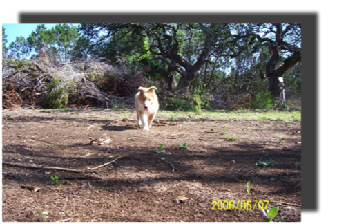 Poppy 2006-06-07 Free 6smb a sable merle girl 10_g12it112.png
